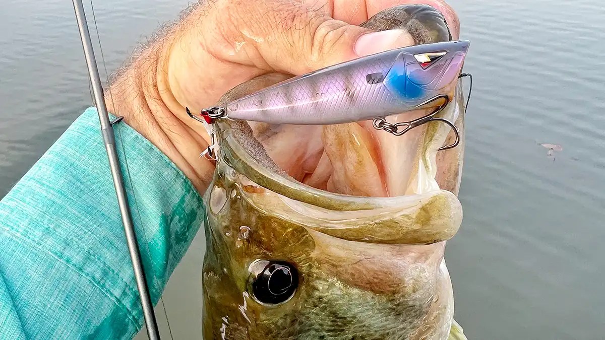 A pencil popper in the mouth of a fish